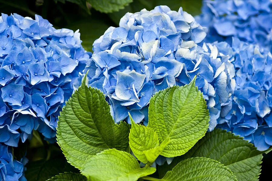 Голубые фото. Гортензия крупнолистная голубая Лагуна. Гортензия крупнолистная синяя. Гортензия гидрангея голубая. Гортензия крупнолистная Блю Скай.