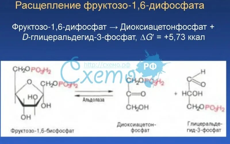 Фруктозо 1 6 дифосфат реакция. Фруктозо-6-фосфат фруктозо-1.6-дифосфат. Фруктозо 6 дифосфат. Реакция фруктозо-1.6-бифосфат.