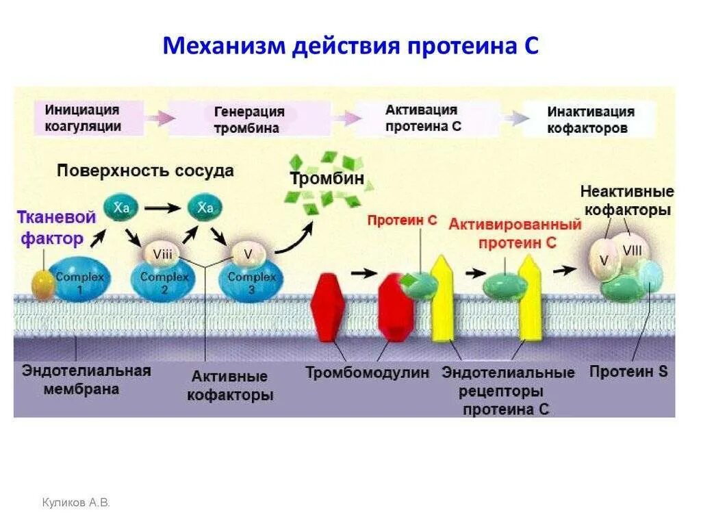 Действующий протеин. Схема реакции протеина с. Механизм действия протеина с биохимия. Механизм действия протеина s. Схема активации системы протеина с.