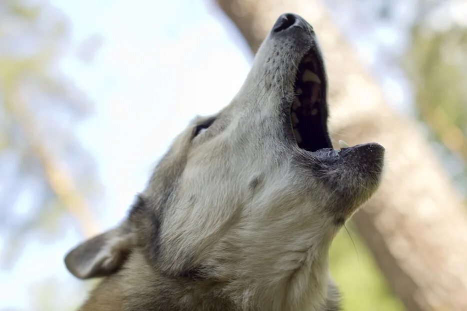 Немецкая овчарка лает. Злая собака лает. Хаски воет. Лающая собака. Лающая собака.