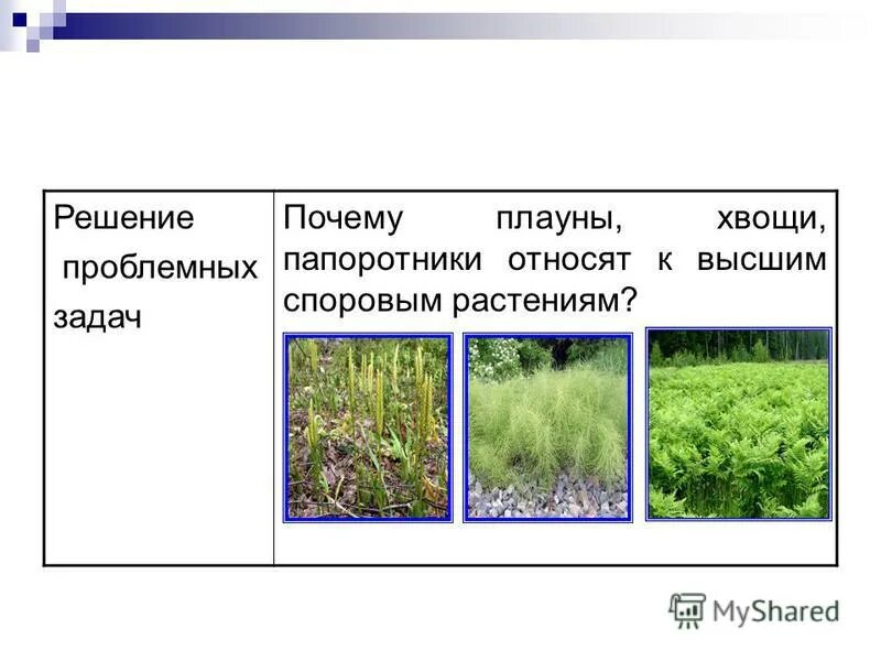 почему папоротники хвощи плауны относят. высшие споровые растения плауны. овощи плауны папоротники. отдел папоротникообразные хвощи. плауны относятся к папоротниковидным.