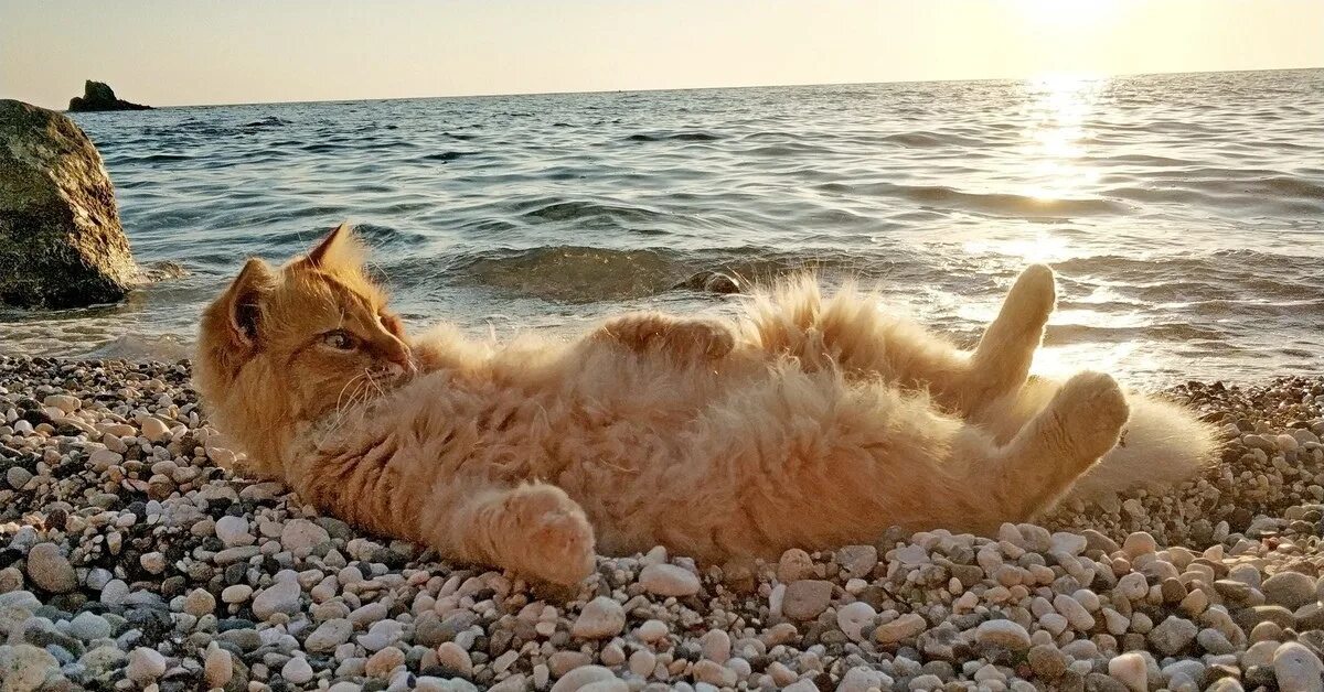 Песня хочу солнца хочу моря. Кот на пляже. Рыжий кот на море. Котик на море. Кошка отдыхает.