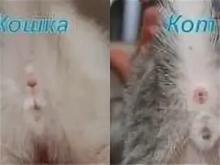 Как определить кота от кошки. Как определить мальчик или девочка котенок. как отличить котят мальчика и девочку. как отличить кота от кошки. пол у новорождённого котёнка мальчика.
