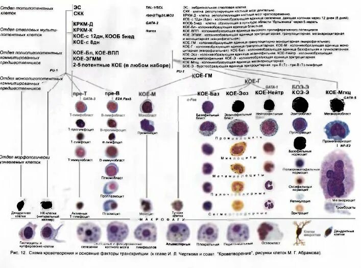 Л. Схема кроветворения гематология черткова. Что такое гематология + изосерология. Доктор воробьев андрей иванович. Гематология воробьева.