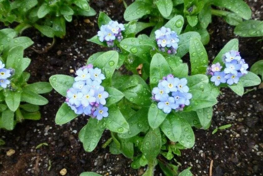 Незабудка посев. Незабудка Альпийская (Myosotis alpestris). Незабудка Помпадур многолетник. Незабудка Садовая Ундина. Незабудка Садовая голубая многолетняя.