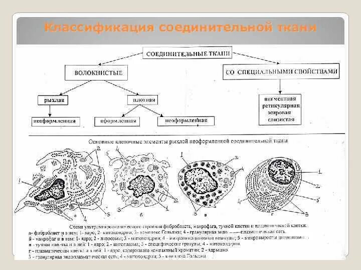 Схема отражающая многообразие соединительных тканей. Структурно функциональная единица рыхлой соединительной ткани. схема соед ткани. классификация соединительной ткани схема. структурно функциональные элементы ткани.
