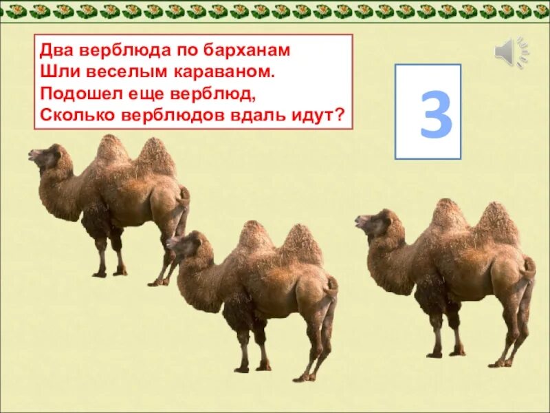 Мотаясь висели меж твердых горбов узорные полы походных шатров. Шел 1 верблюд шел 2 верблюд. Калмыцкий двугорбый верблюд. Два верблюда по барханам. Шелковый путь караван верблюдов.
