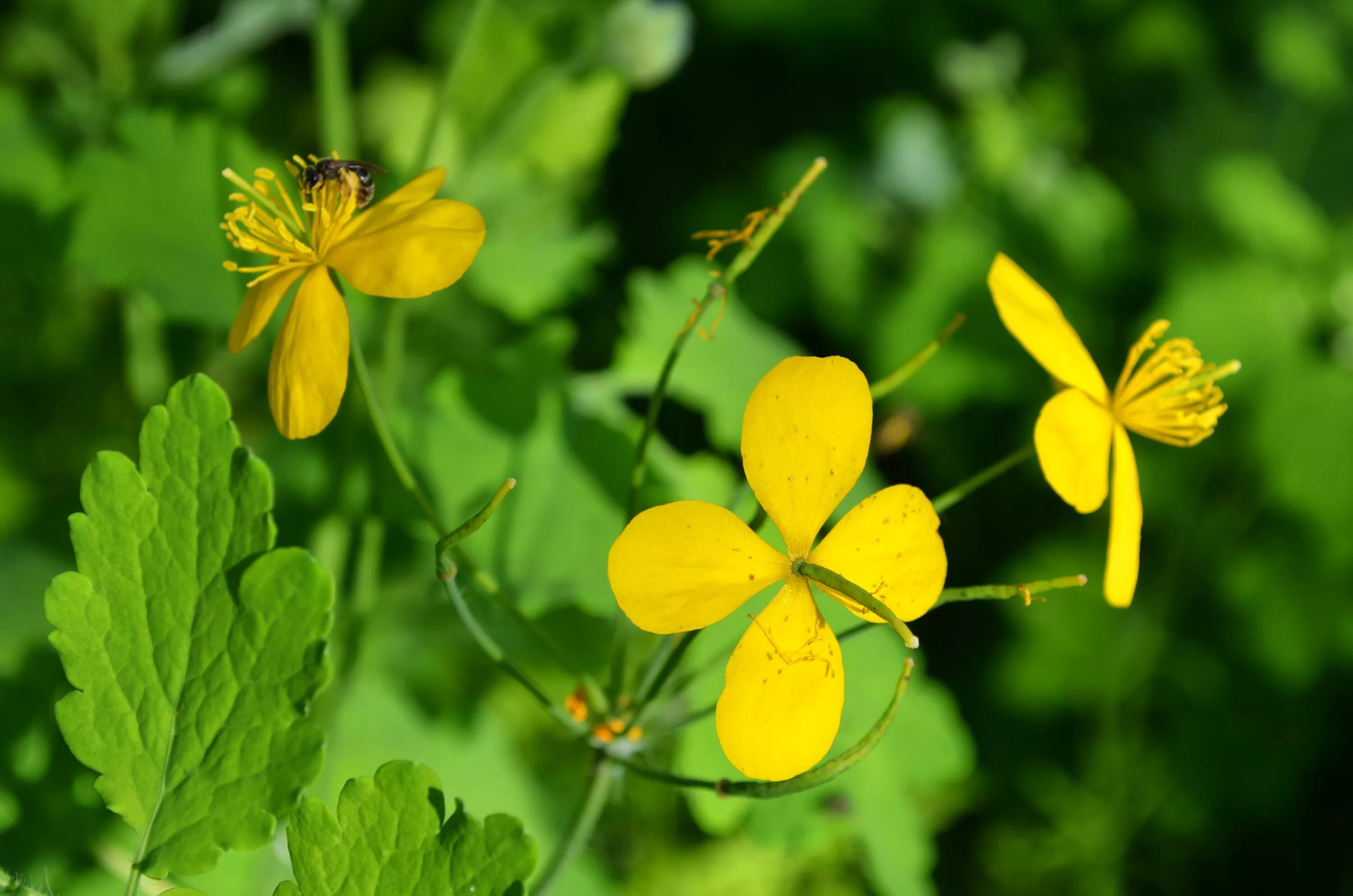 Чистотел большой Chelidonium majus. Chelidonium. Хелидониум (чистотел).. Чистотел соцветие. Чистотел Луговой.