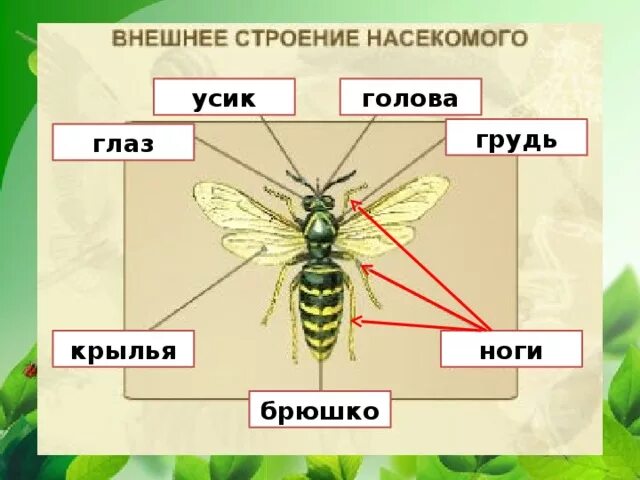 Какие части насекомого изображены. Строение насекомых 2 класс. Внешнее строение насекомых. Строение тела насекомых. Внешнеес троение насекомомго.