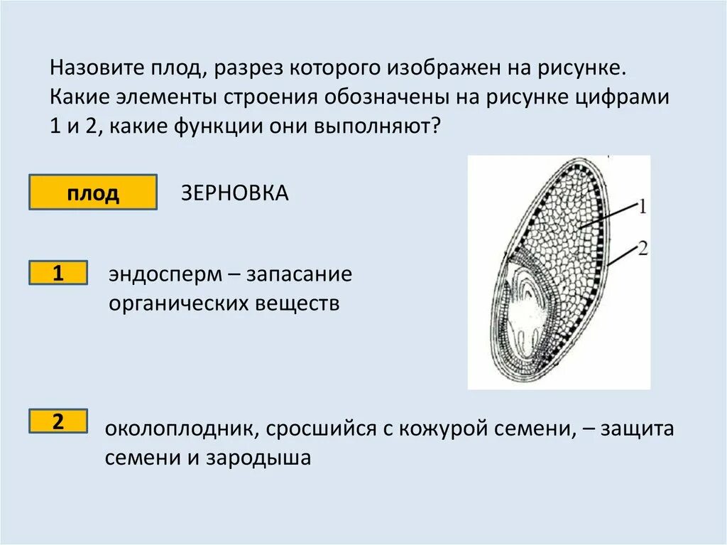 Элементы строения зародыша зерновки. Назовите плод разрез которого изображен. Назовите плод разрез которого изображен на рисунке. Какая структура обозначена на рисунке 2.