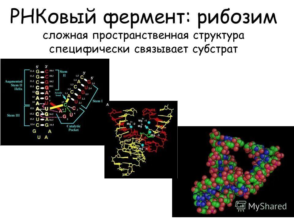 Каталитическая рнк. Рибозим РНК. РНК-ферменты – рибозимы. Ферментативная активность РНК. Рибозимы.. Рибозимы биохимия.