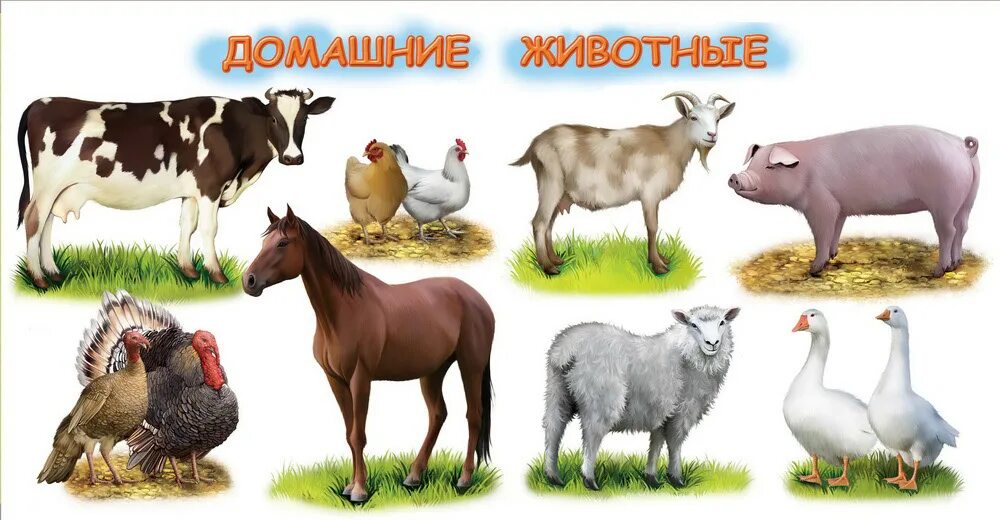 Домашние животные для детей. Домашние животные корова. Домашние животные корова лошадь. Домашние животные на ферме. Корова коза овца свинья
