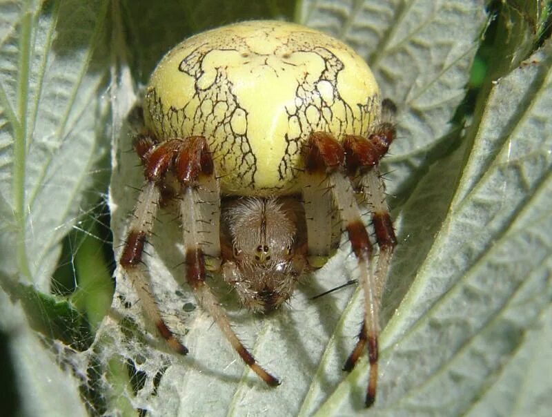 Мраморный крестовик (araneus marmoreus). Крестовик мраморный. Оранжевый паук крестовик. Крестовик мраморный. Крестовик araneus marmoreus.