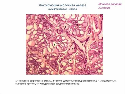 Ткани молочной железы