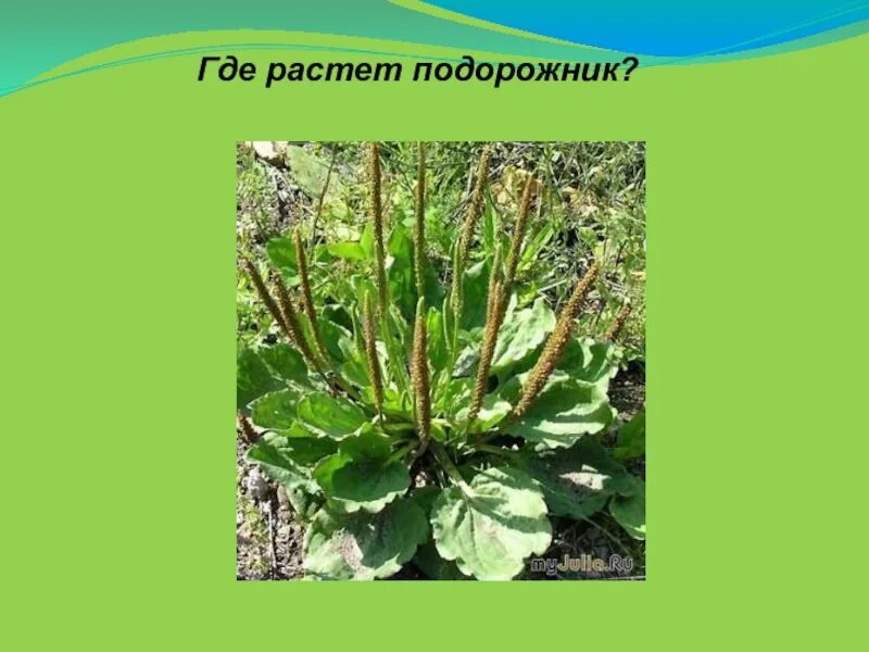 Приспособления подорожника. Антропохория подорожник. Распространенность растения подорожник. Распространение подорожника. Подорожник распространение семян.