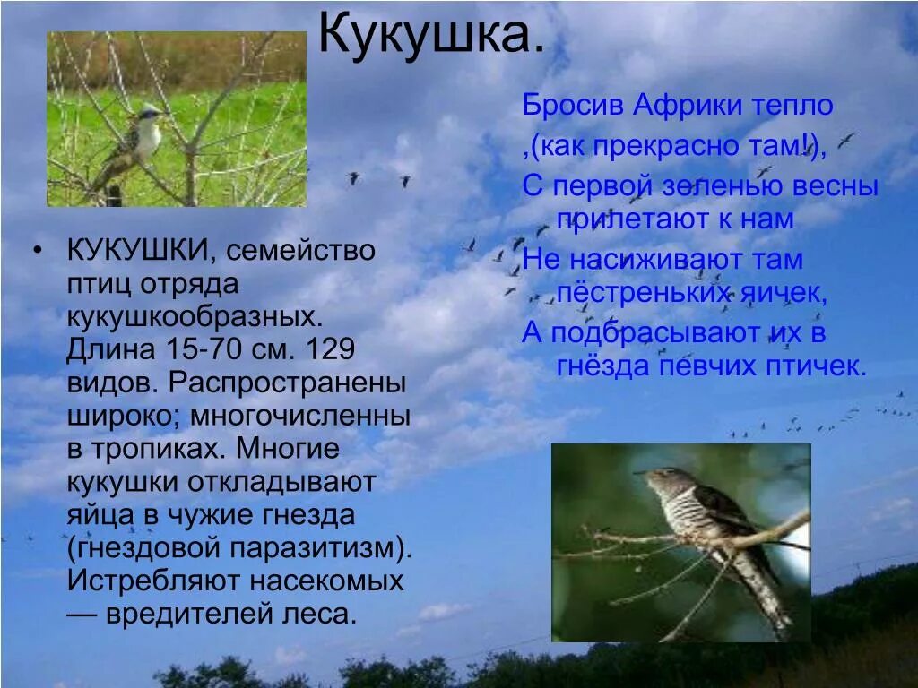 Птица кукушка жизнь