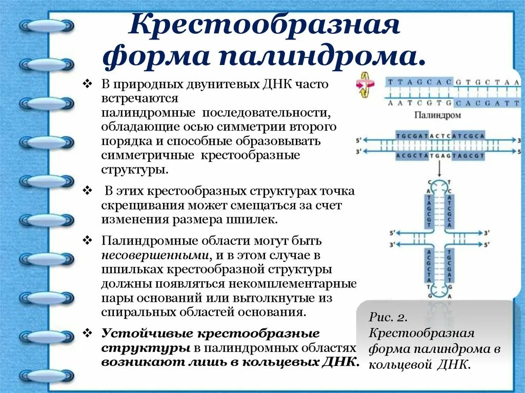 Крестообразная структура ДНК. Палиндромная последовательность ДНК. Палиндром это в генетике. Палиндром биология.