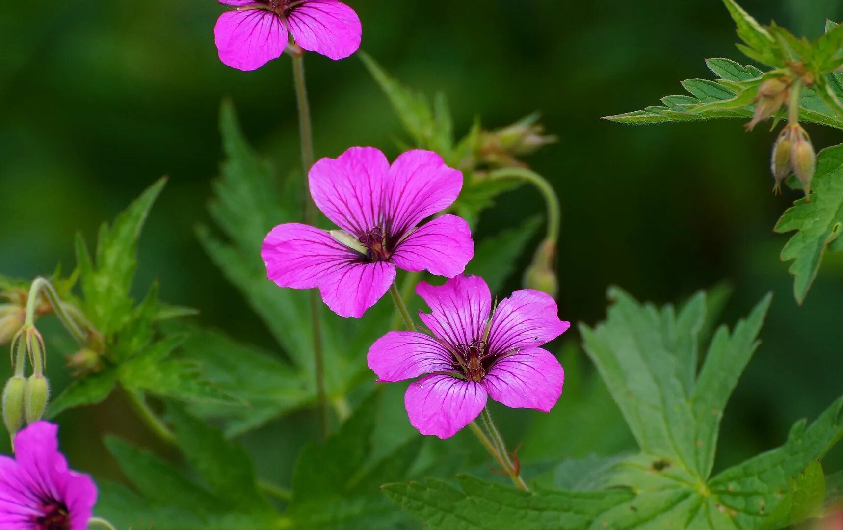 Герань чернеющая. Герань Лесная (Geranium sylvaticum). Герань Садовая Лесная. Герань Луговая и Лесная. Герань Луговая Summer Skies.