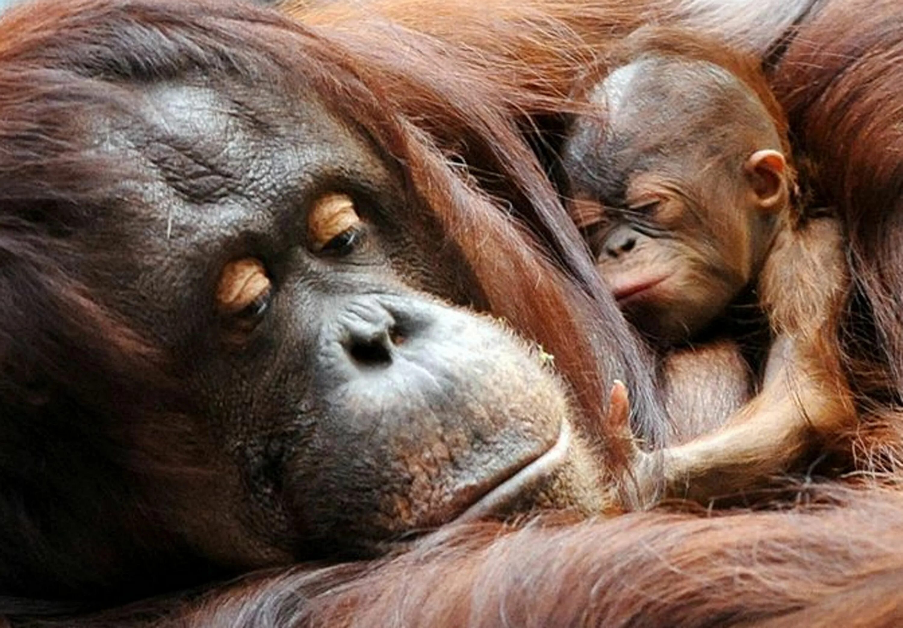 Мама и малыш животные. Мамы и Детеныши животных. Детеныш обезьяны. Животные для малышей. Мать и ребенок животные
