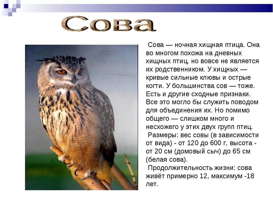 Текст про сову. Описание Совы. Сова птица описание. Сообщение о сове. Описать сову.