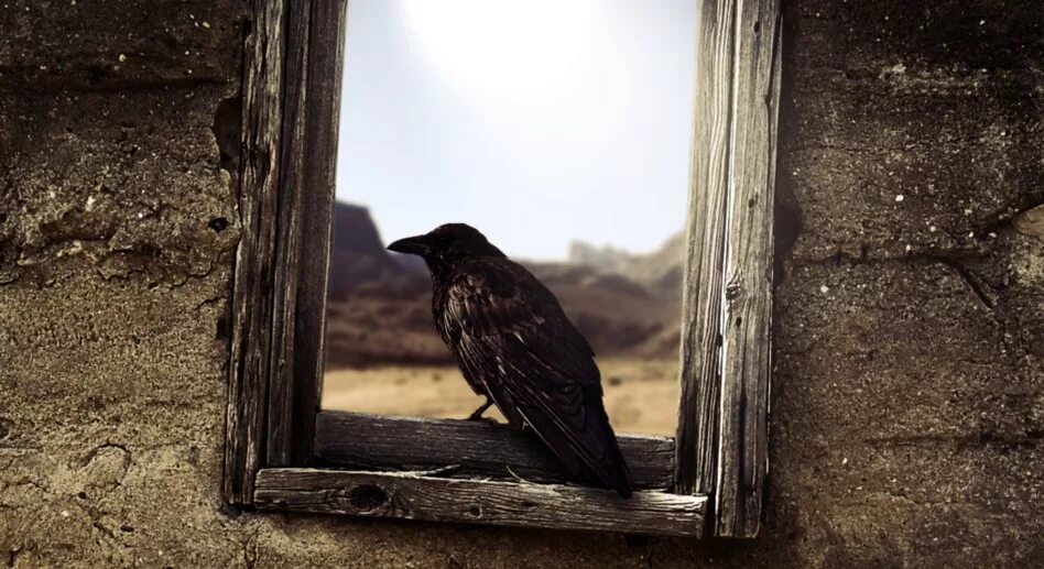Ворона на окне. Вороны в окне. Ворон на окне. Одинокий ворон.