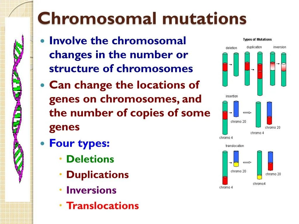 Global mutation. Chromosomal Mutations. Types of Mutations. Types of Gene Mutations.. Genetic Mutation.