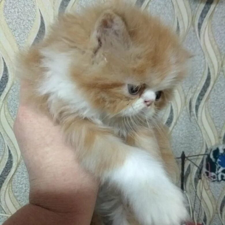 персидские в добрые руки. кошка афганский перс возьму в хорошие руки тотьма. персидские котята в добрые руки. отдаю даром персидского кота. черный персидский котенок.