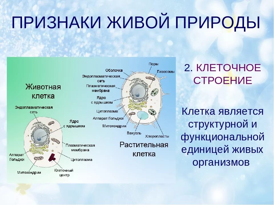 Почему в различных клетках