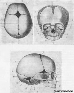 Череп новорожденного ребенка