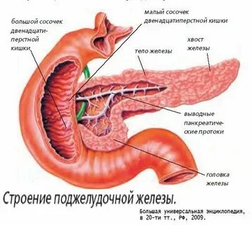 К какой системе органов относится поджелудочная