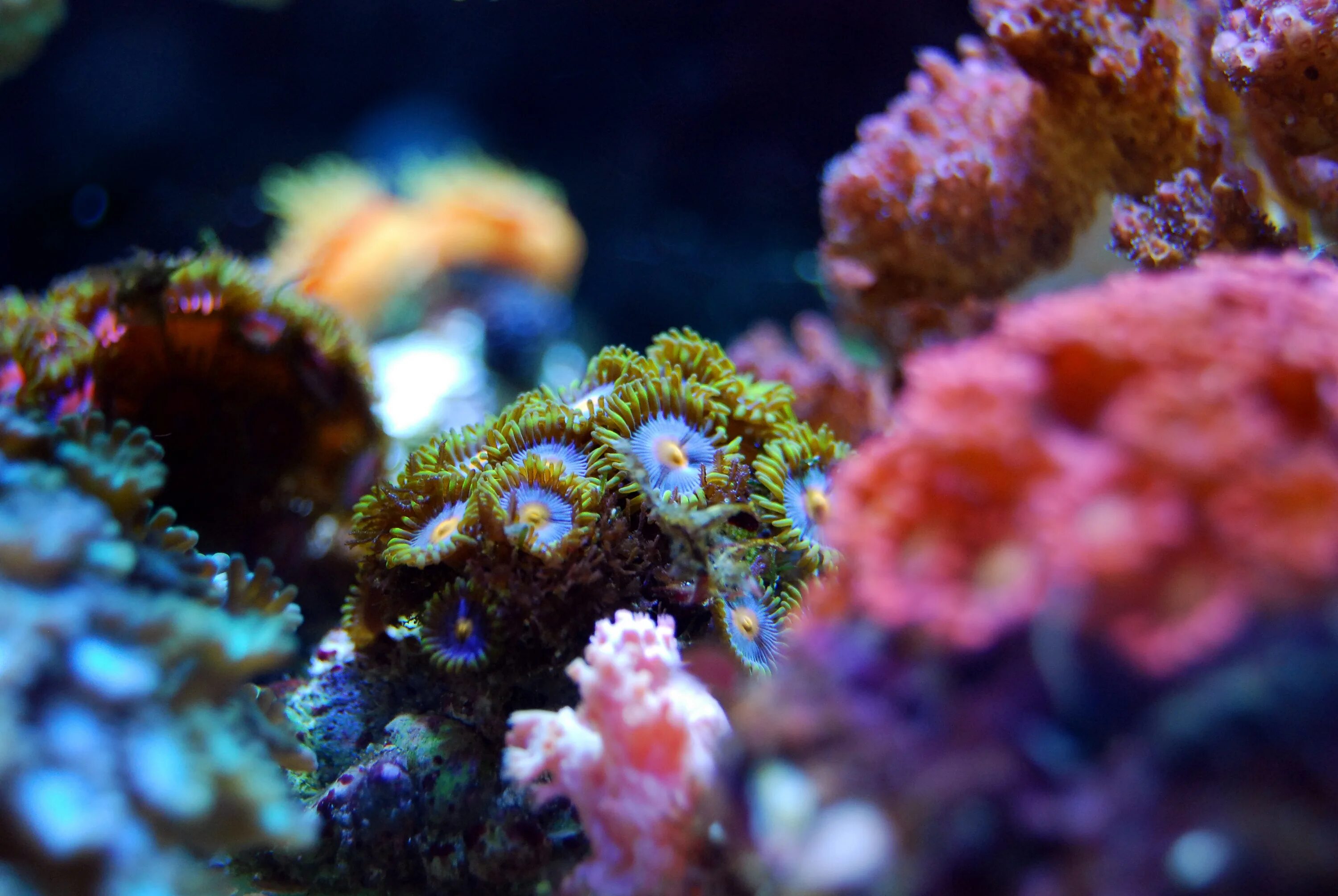 Great barrier reef corals. Риф коралловый 54546. Большой Барьерный риф коралловые полипы. Коралловые полипы рифы. Полип коралл коралловый риф.