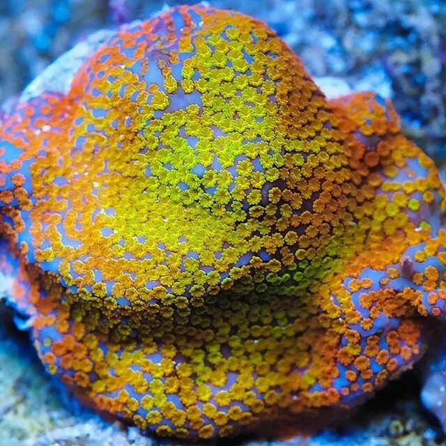 Coral life. Монтипора дигитата. Монтипора коралл. Монтипора дигитата зеленая. Монтипора коралл зеленая.
