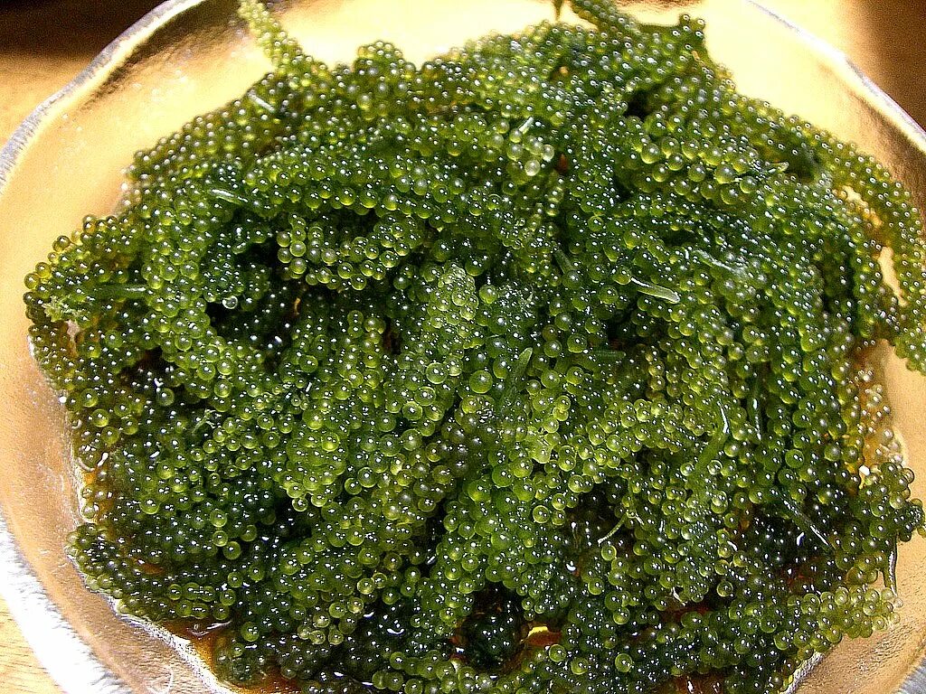 Вкус водорослей. Морской виноград — уми Будо. Уми Будо водоросли. Sea grapes морской виноград. Дальневосточный морской виноград.