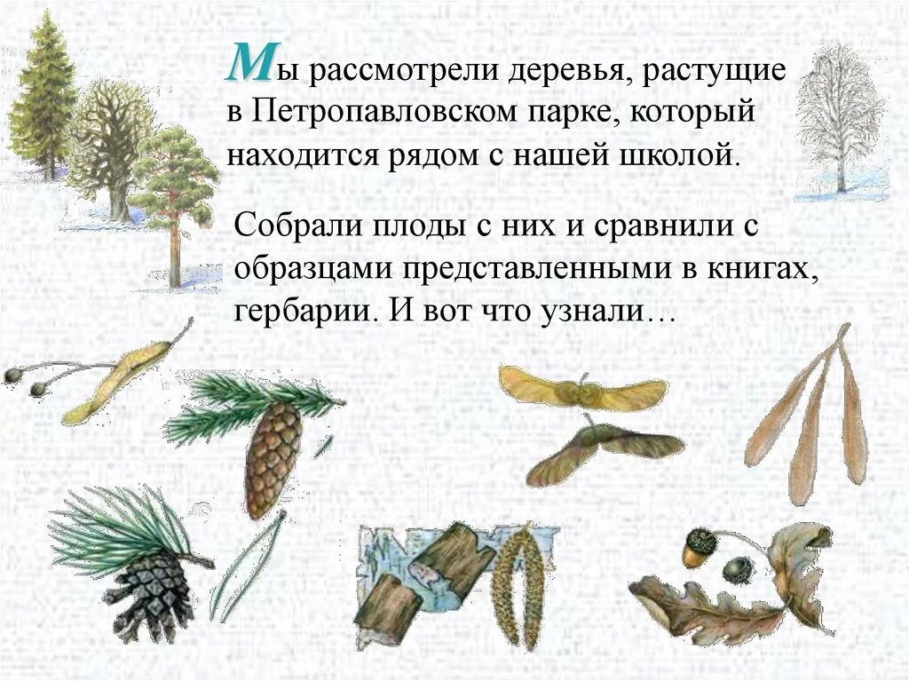Как определить деревья зимой. Плоды деревьев зимой. зимние деревья с плодами. определи деревья по плодам. семена деревьев зимой.