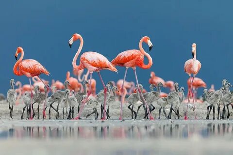 Wildlife photographer of the year 2024