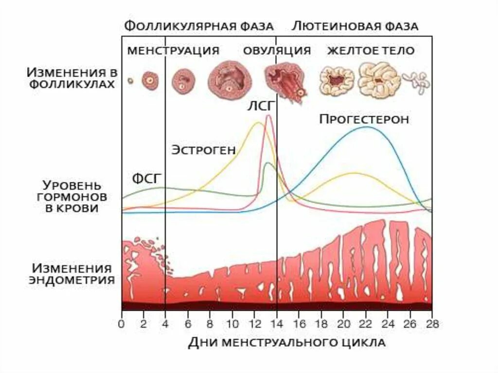 Фолликулярная фаза менструального цикла. Фолликулярная и лютеиновая фаза цикла. Лютеиновую фазу менструального цикла. Фолликулярная фаза овариального цикла.