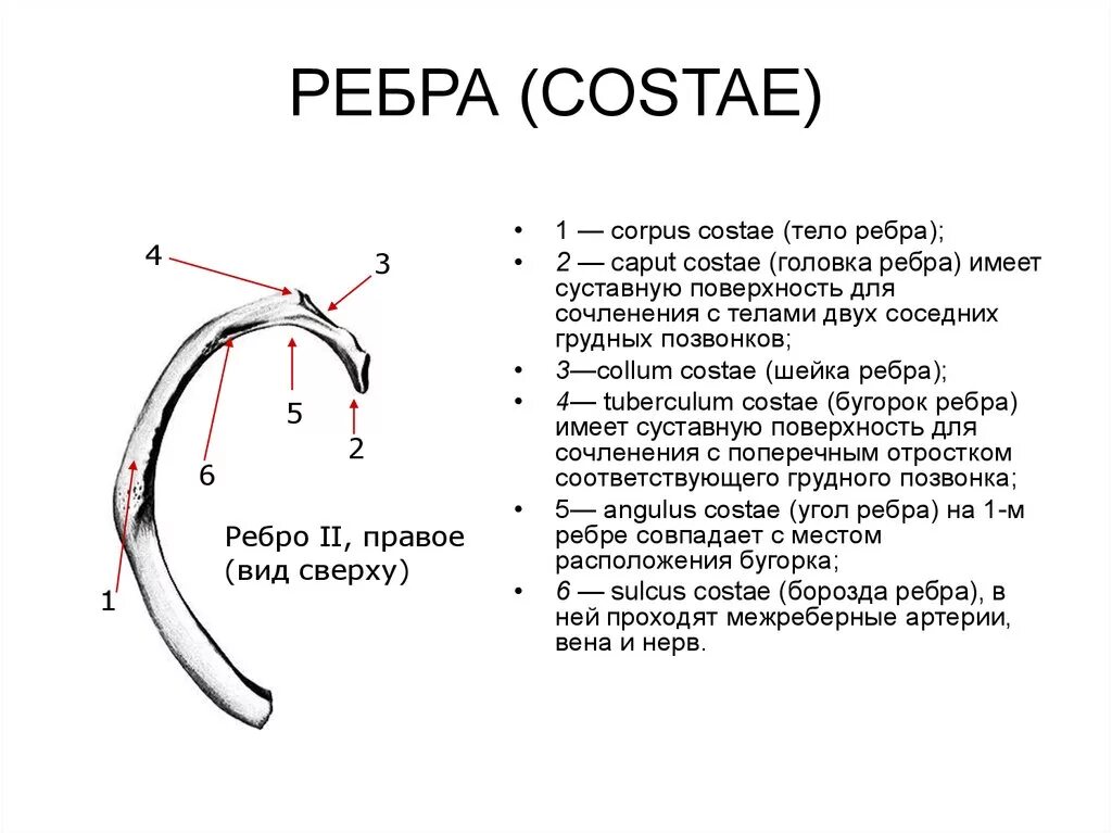 Первое ребро строение анатомия. Ребро строение анатомия латынь. Строение ребра. Первое ребро анатомия с подписями.