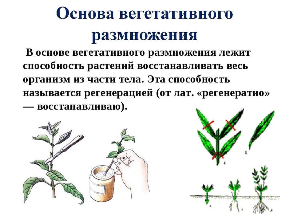 Биология 6 класс параграф 17 вегетативное размножение. Вегетативное размножение комнатных растений схема. Схема черенкования комнатных растений. Вегетативное размножение растений черенкование. Размножение конопли черенками.