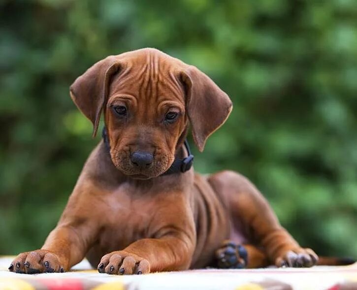 щенки риджбека. родезийский риджбек родезийский риджбек. родезийский риджбек. родезийский риджбек родезийский риджбек. риджбек собака родезийский.