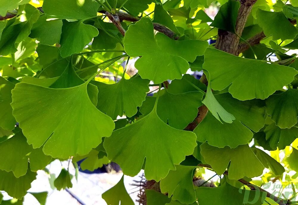 Гинкго двулопастный ареал. Голосеменные гинкго. Голосеменные гинкго. Гинкго билоба дерево. Гинкго двулопастный голосеменное.