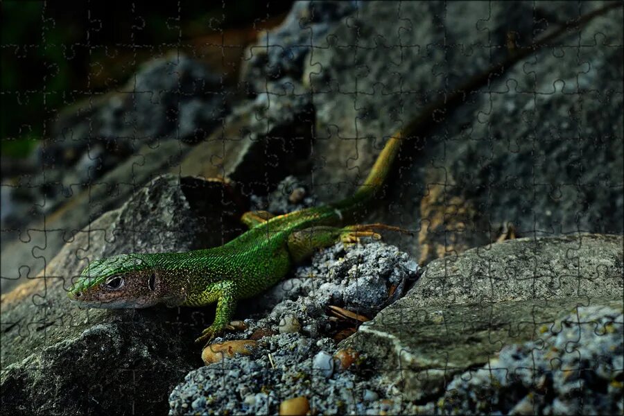 Earless monitor lizard and other real life mini dragons Lizard, Pet lizards, Rep