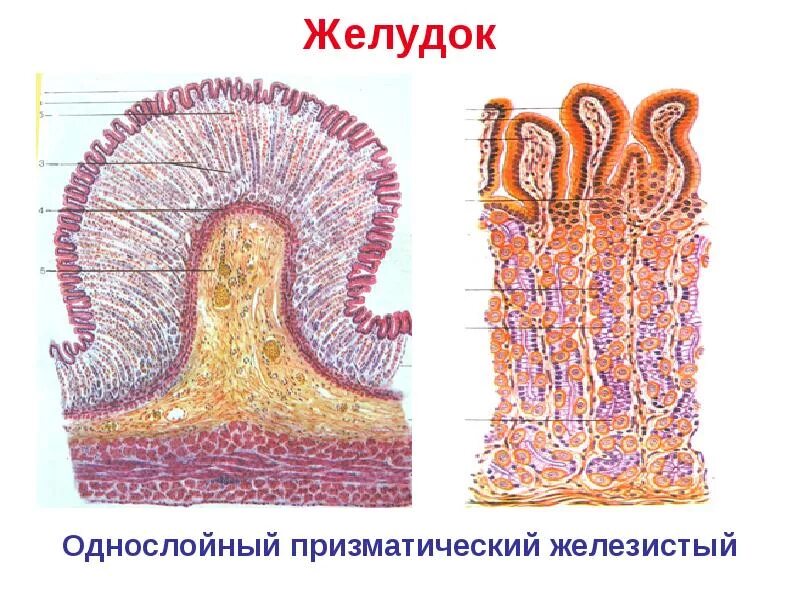 Фундальные железы желудка гистология. Слизистая оболочка желудка гистология. Фундальные железы желудка гистология. Железистый эпителий желудка гистология. Пилорический отдел желудка гистология.