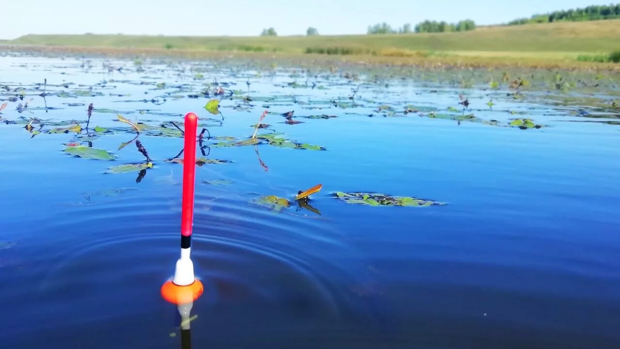 Поплавок на поверхности воды. Поклевка на поплавок. Поплавочная удочка. Рыбалка на поплавочную удочку. Удочка с поплавком.