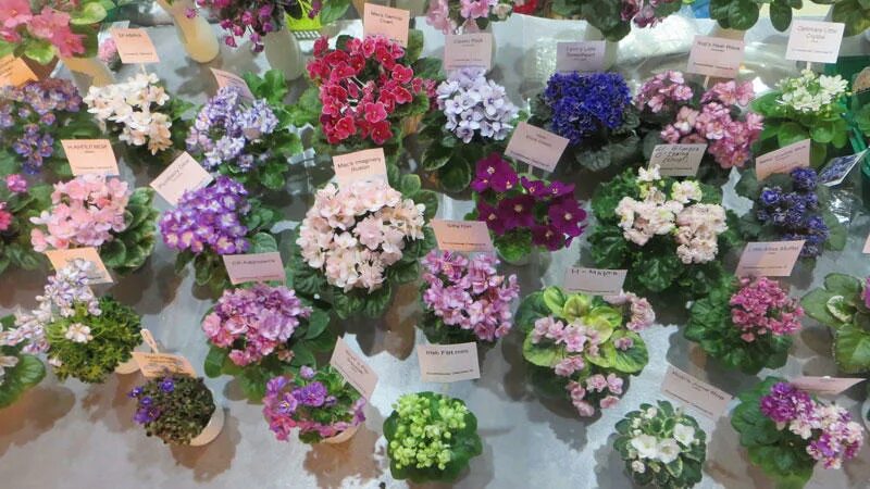 дом фиалки екатеринбург крестинского. фиалка вернисаж. сайт шмыревой светланы фиалки. дом фиалки сенполии махровые. выставка балтийская фиалка в спб.