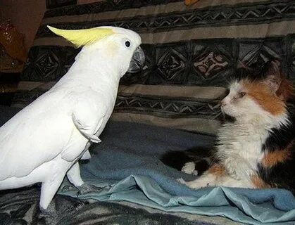 Котэ ара