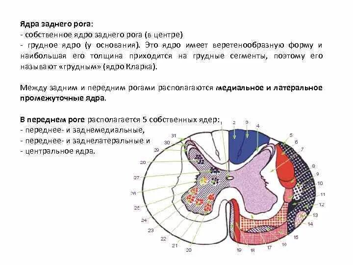 Ядра Рогов спинного мозга. Ядра заднего рога спинного мозга. Ядра задних Рогов спинного мозга. Собственное ядро заднего рога функция.