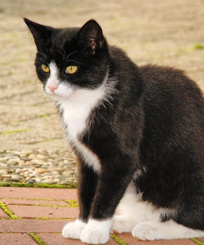 Tuxedo cat