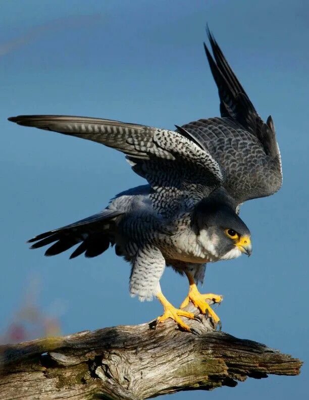 Сокол Сапсан. Сокол Сапсан птица. Орел Сапсан. Перегрин и Сапсан. Fastest bird