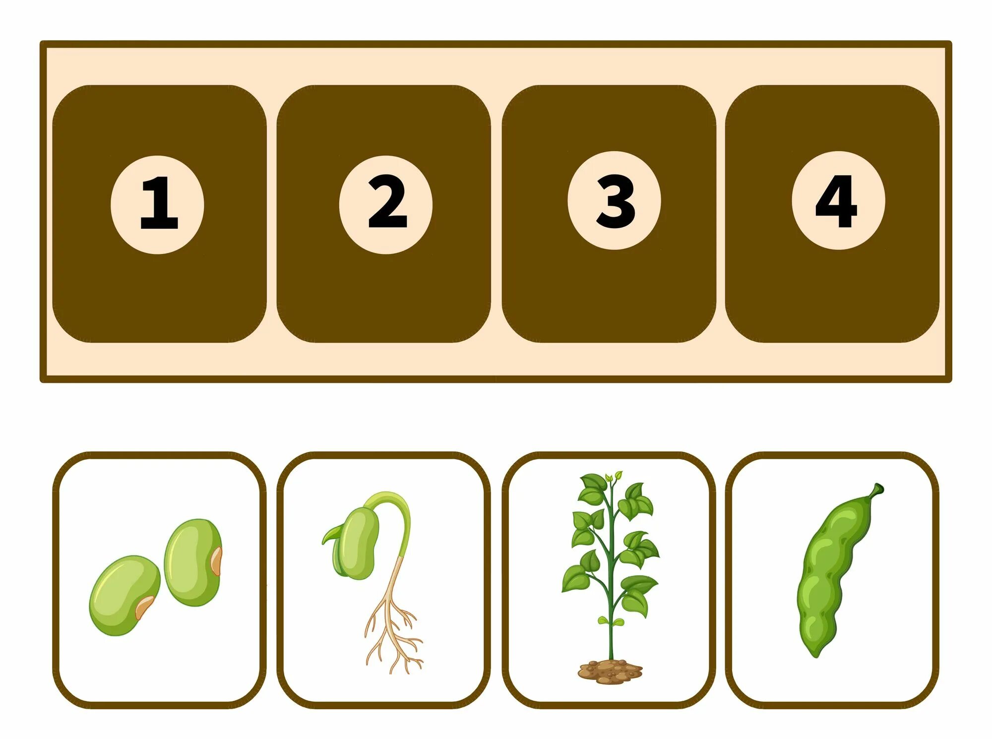 Тест горох. Этапы роста овощей для дошкольников. Жизненный цикл животных для дошкольников. Схема роста гороха для дошкольников. Жизненный цикл растений для детей.