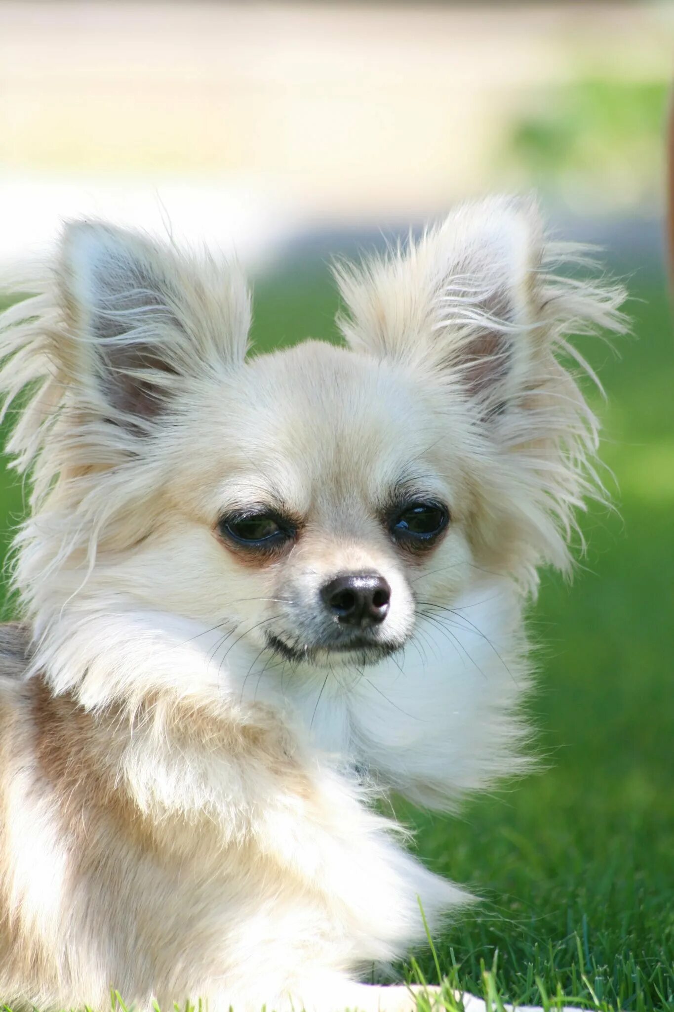 порода собак чихуахуа. светло кремовый чихуахуа. чивава что это. порода собак чихуахуа чихуахуа. чивава что это.